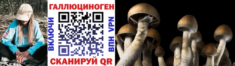 Псилоцибиновые грибы мицелий Тихвин